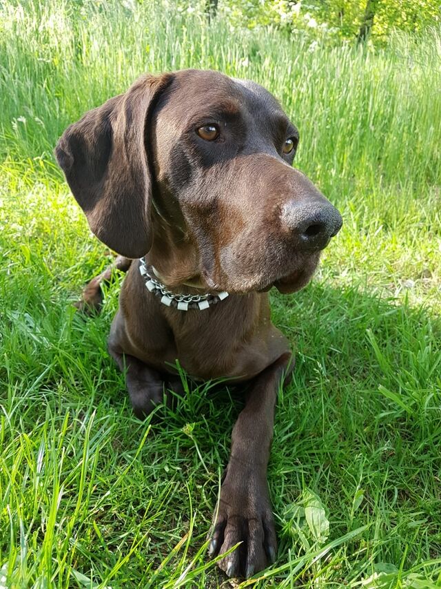 Milan, Deutsch Kurzhaar (Rüde) aus 49... Deutschland (D) sucht ein ...