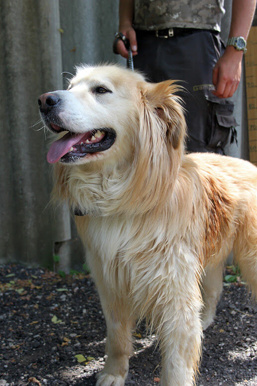 Freddy 3, Golden Retriever - HunD1 852727