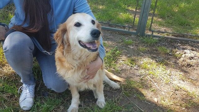 Baba, Golden Retriever (-Mix?) (Notfall/Hündin) sucht ein Zuhause - Tierheimleben in Not e.V ...