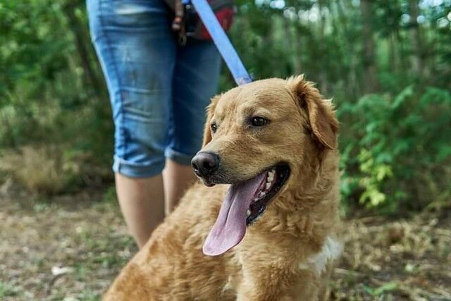 Casper, Golden Retriever - HunD1 858341