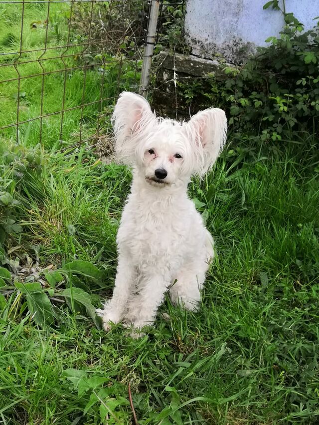 Annie