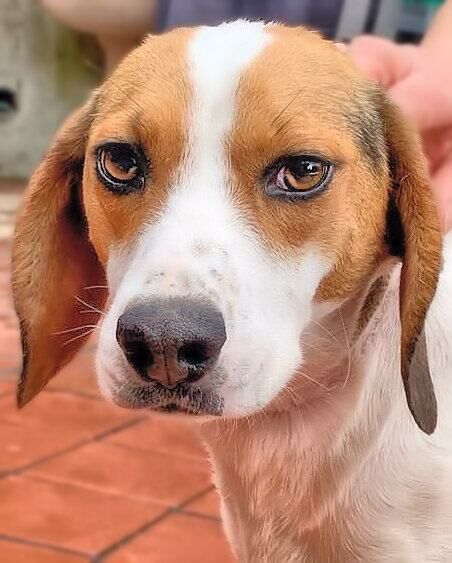 Beagle - Snoopy, (Rüde) - Zuhause gefunden - pro-canalba e.V. - Happy