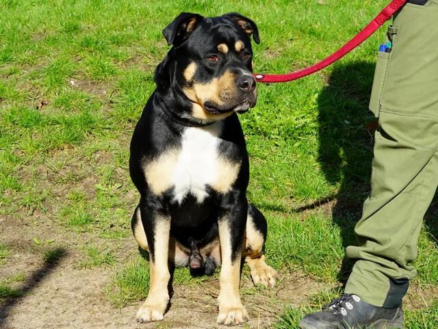 Zuhause gesucht: Bolle - American-Staffordshire-Terrier-Rottweiler-Mischling - ID: 918572 bei http://ZERGportal.de