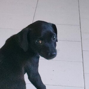 Lalla