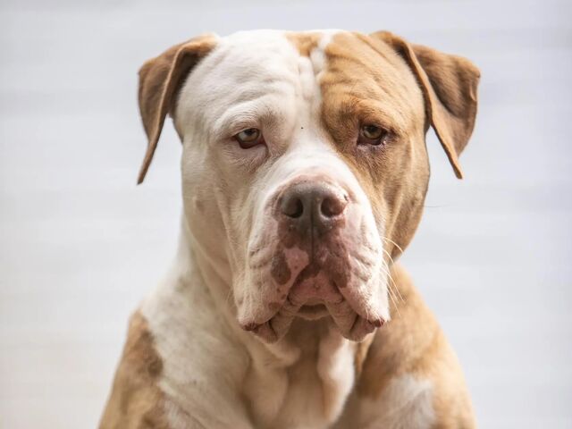 Zuhause gesucht: Bronx - American Staffordshire-Terrier-Mischling - ID: 959819 bei http://ZERGportal.de