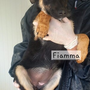 Fiamma