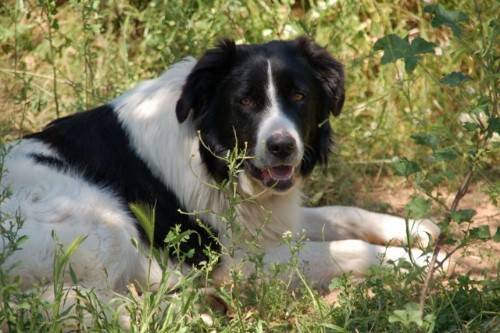 Griechischer Hutehund Aris Rude Zuhause Gefunden Patras Hunde Happy Ends Archiv Von Zergportal De