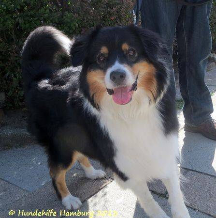 Australian Shepherd Sina Hundin Zuhause Gefunden
