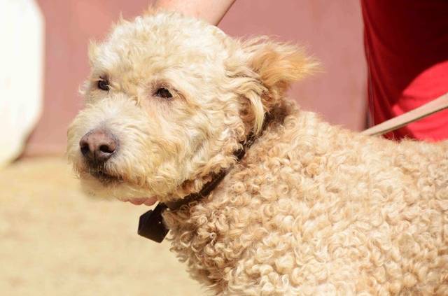 LUCKY Spanischer Wasserhund Mischling Rüde Tierschutz top Hund