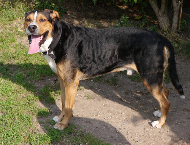 Berner Sennen Labradormischling Lukas Notfall Rude Zuhause