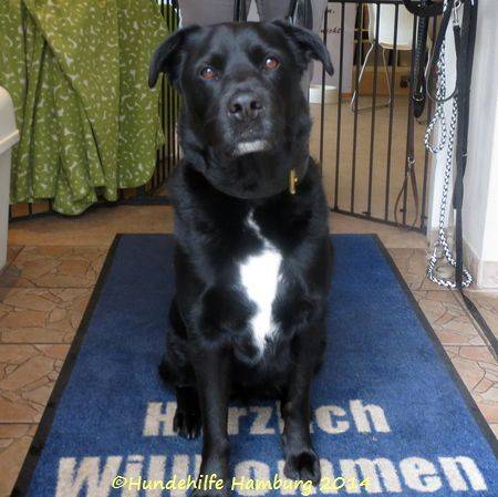 Labrador Bordercollie Mix Jonny Rude Zuhause Gefunden