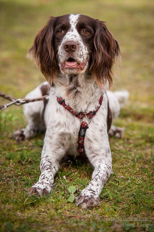 Englisch Springer Spaniel Jelly Notfall Rude Zuhause Gefunden Tierheim Nurnberg Happy Ends Archiv Von Zergportal De