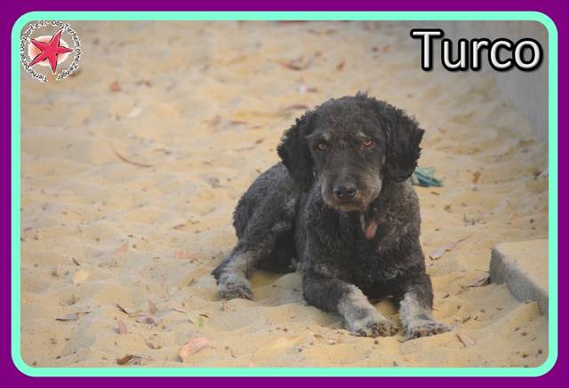 Spanischer Wasserhund Turco, (Rüde) Zuhause gefunden Tierherberge