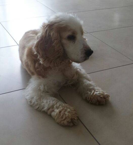 Cocker Spaniel Bella Notfall Hundin Zuhause Gefunden