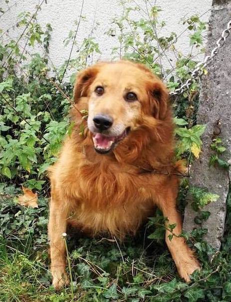 DAGI, Golden-Retriever-Mischling (Rüde) sucht ein Zuhause - HunD2 735763