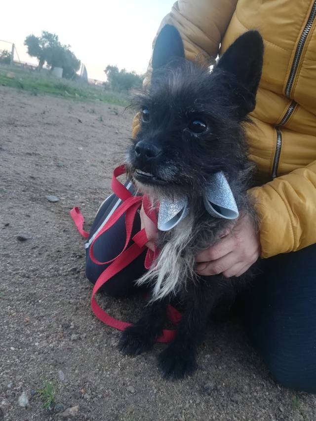 Laika