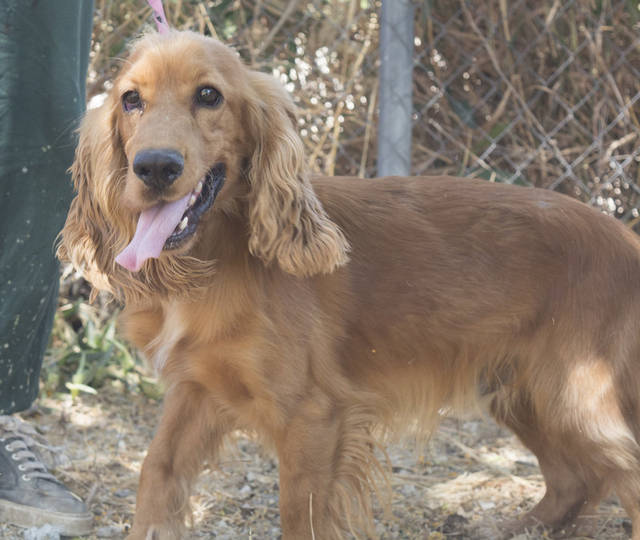 Cocker Spaniel Roni Rude Zuhause Gefunden Hundepfoten In