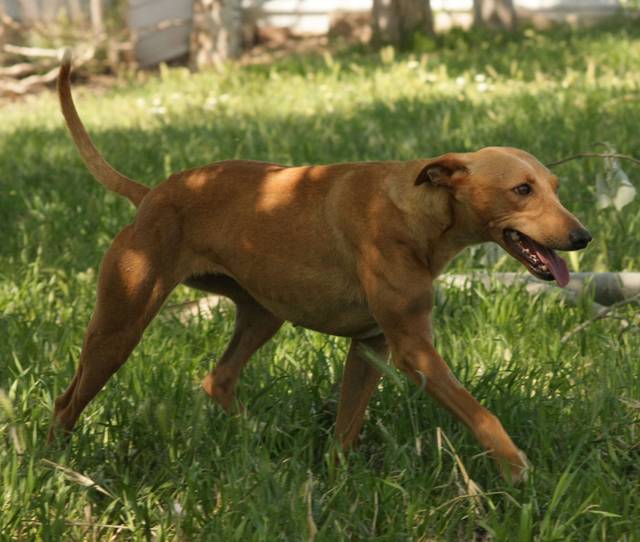 Download Galgo Mischling Charakter