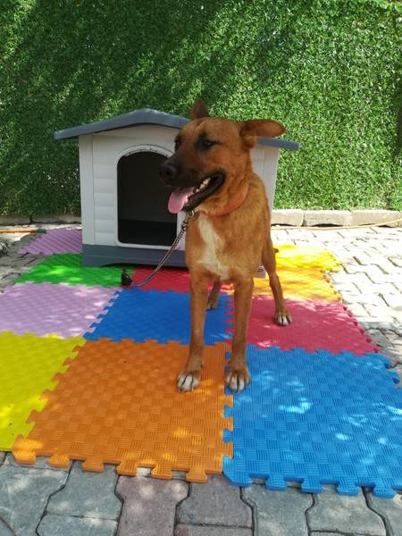 Leyli