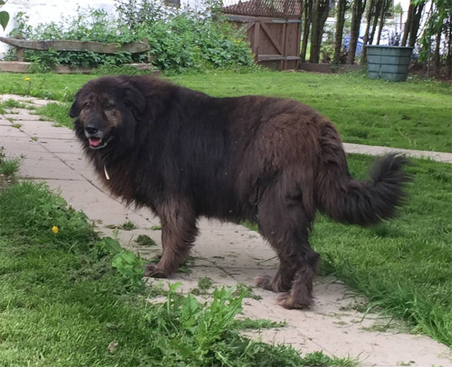 Sigi Neufundlander Mix Rude Sucht Ein Zuhause Tierfreunde
