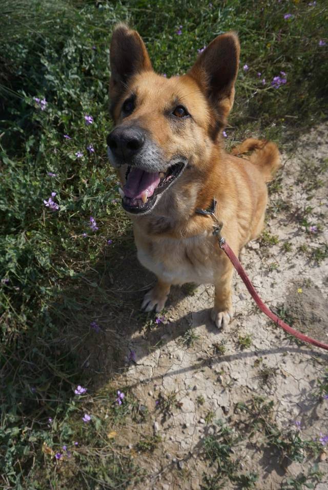 Umah, Schäferhund (eventuell Mischling) (Hündin) sucht ein Zuhause