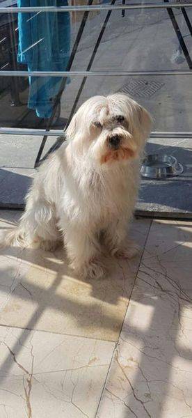 Pamuk