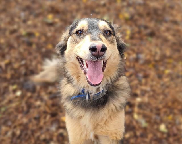 Mischling Amelie, (Hündin) Zuhause gefunden Verein Casa Animale e