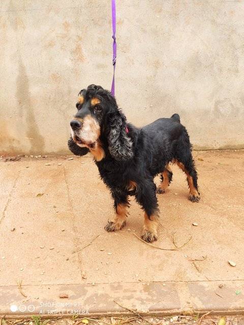 Bojan Cocker Notfall Rude Sucht Ein Zuhause Perros De