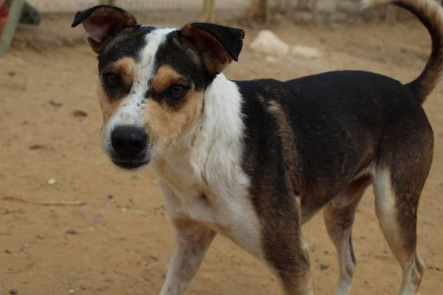 kurzhaar Collie Mischling - Gilbert , (Rüde) - Zuhause gefunden ...