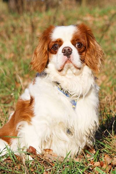 Cavalier King Charles Spaniel Kaufen Aus Tierheim Cavalier King Charles Spaniel - Gilbert, (Rüde) - Zuhause gefunden