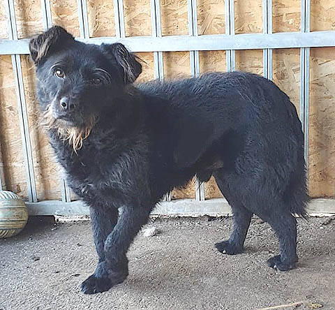 Jack Schnauzer Mischling 6 Jahre Von Spanische Tiernothilfe Refugium Und Hospiz Fur Misshandelte Und Ausgesetzte Hunde Sucht Ein Zuhause Couch Gesucht Anzeige 9858