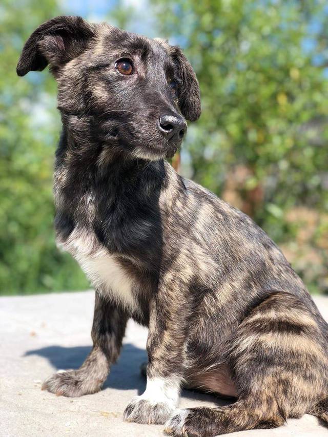 CasaAnimale e.V Mischling Zarina, geb. 01/2020 (IDRef. 808356