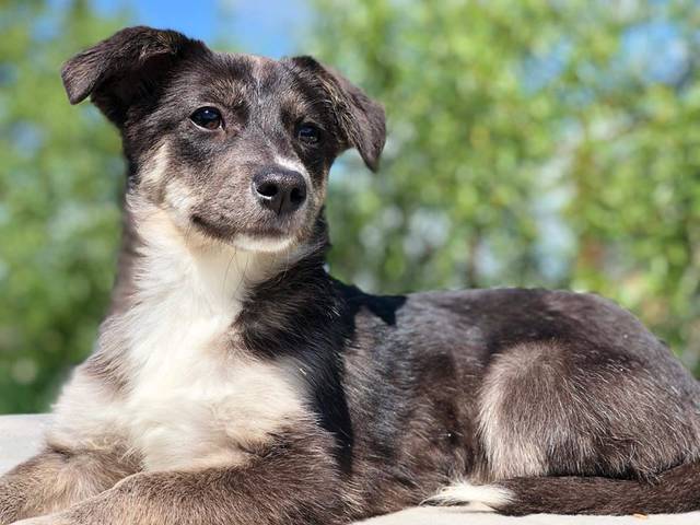 CasaAnimale e.V Mischling Jasmine, geb. ca. 01/2020 (IDRef. 808374