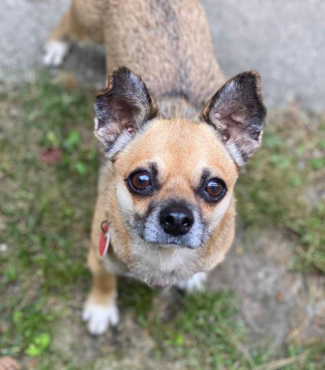 Chihuahua/Mopsmischling AMANCIO, (Rüde) Zuhause gefunden Franz