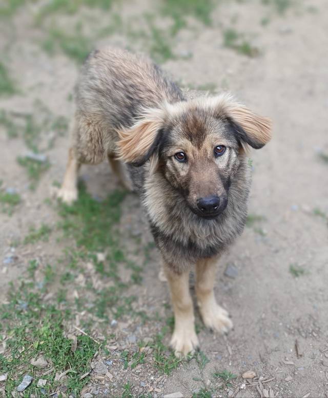 Dina, Mischling (Hündin) aus 95482 Schutzhof Casa Animale (D) sucht ein