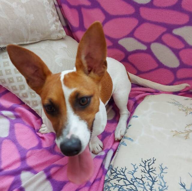 Jack, Jack Russel Mix (Rüde) sucht ein Zuhause Hundehilfe Jasper | Jack Russel Mix Rüde | 8 Monate – Hundehilfe
