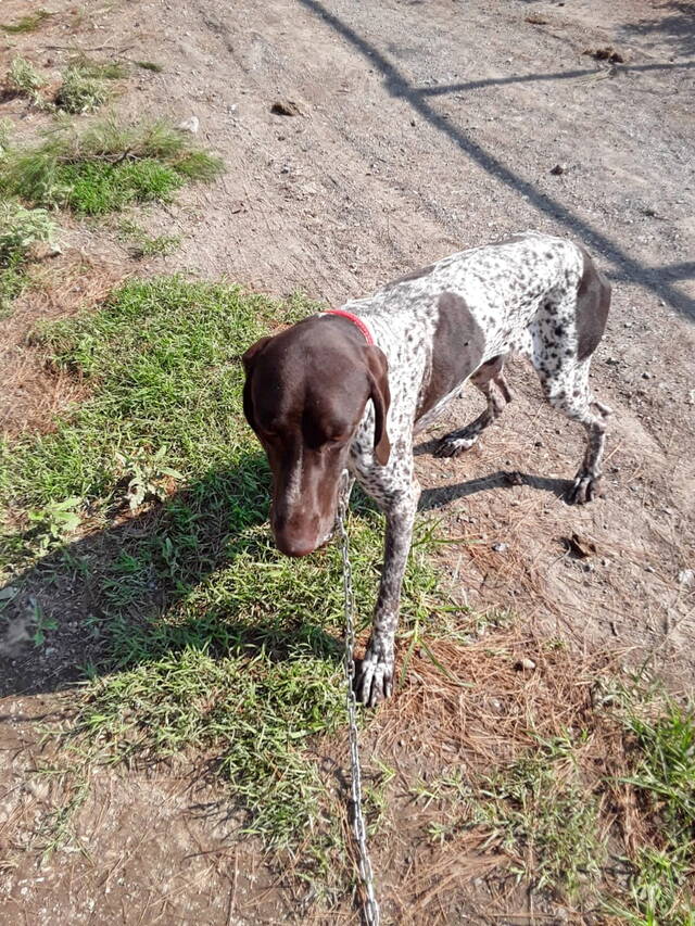 Wallis (VG) +, Deutsch-Kurzhaar (Rüde) sucht ein Zuhause - Tierhilfe ...