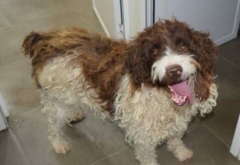 Boky Spanischer Wasserhund Mischling Ca 11 09 13 Von Perros De Catalunya E V Sucht Ein Zuhause Couch Gesucht Anzeige 2525