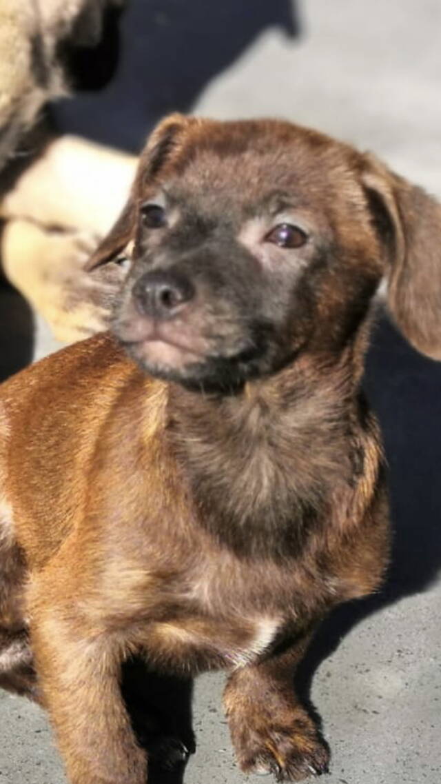 Boris