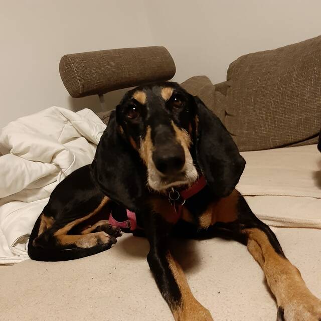 Johanna, Segugio (Hündin) aus 32130 Enger (D) sucht ein Zuhause pro