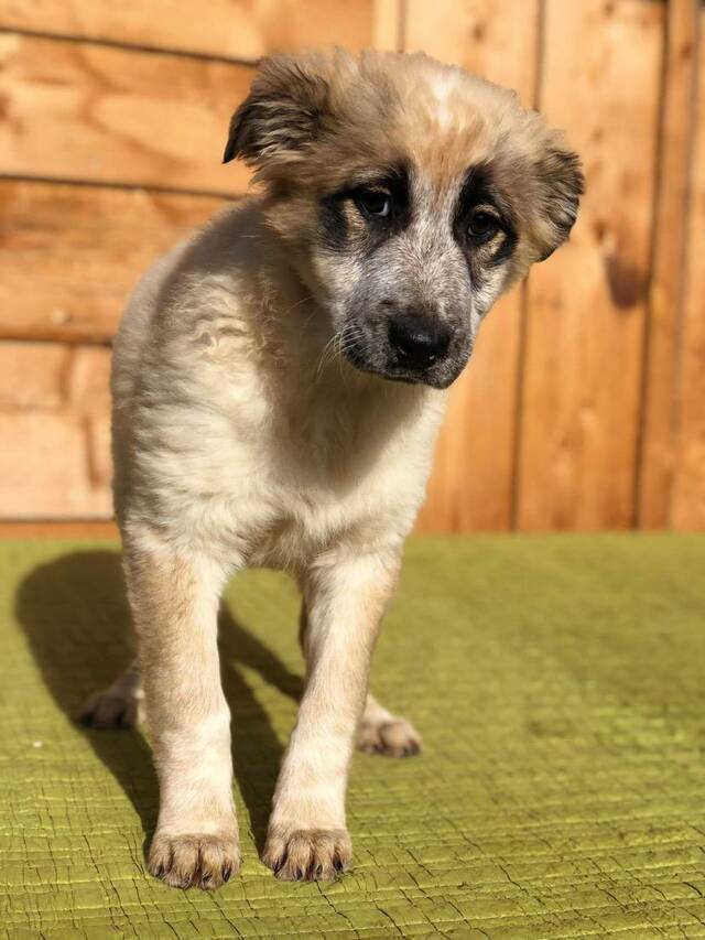 Aruna, Collie/SchäferhundMix (Notfall/Welpe) sucht ein Zuhause Verein Casa Animale e.V