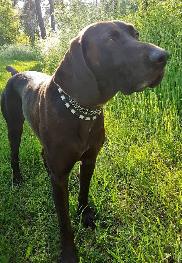 Milan, Deutsch Kurzhaar (Rüde) aus 49... Deutschland (D) sucht ein ...