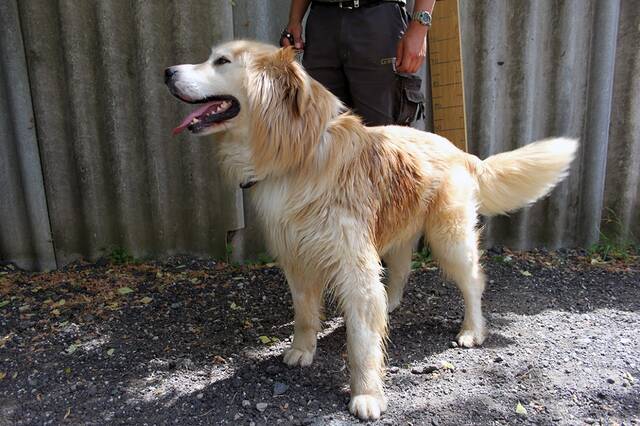 Freddy 3, Golden Retriever - HunD2 852727