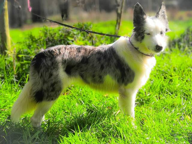 Greta