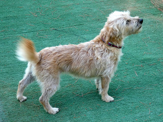 Poppy, KromfohrländerGriffonMischling (Hündin) sucht ein Zuhause