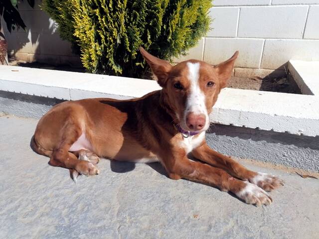 Mani, Podenco Andaluz (Rüde) sucht ein Zuhause Hundepfoten in