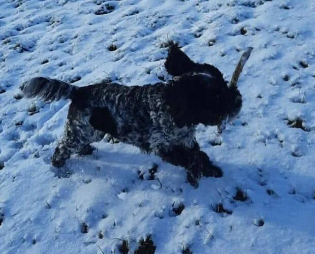 Tibet Terrier/ Cocker Spaniel Mix Luzie, (Hündin) Zuhause gefunden