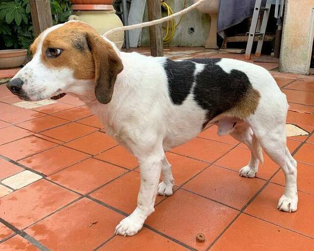 Beagle - Snoopy, (Rüde) - Zuhause gefunden - pro-canalba e.V. - Happy