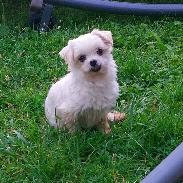 Bichon-Malteser - PATRICIO, (Rüde) - Zuhause gefunden - Franz-von ...