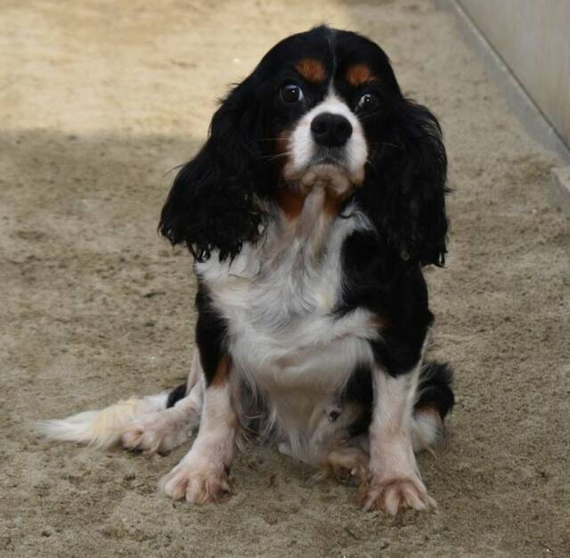 Cavalier King Charles Spaniel Kaufen Aus Tierheim